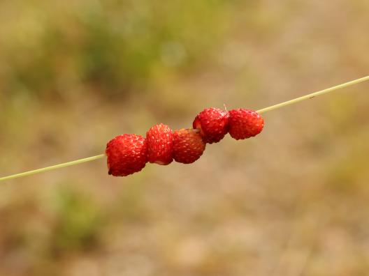 Viisi ahomansikkaa pujotettuna heinän korteen