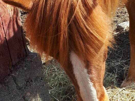 A Finn horse eating Dandelions