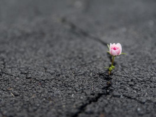 Kukka kasvaa asfaltin raossa
