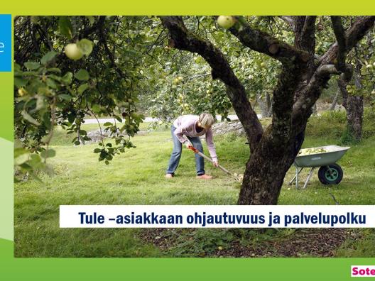 Nainen kerää omenoita puutarhassa, tämäkin on osa arkiliikuntaa