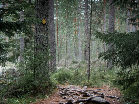 Kuusimetsä, jonne johtaa polku.