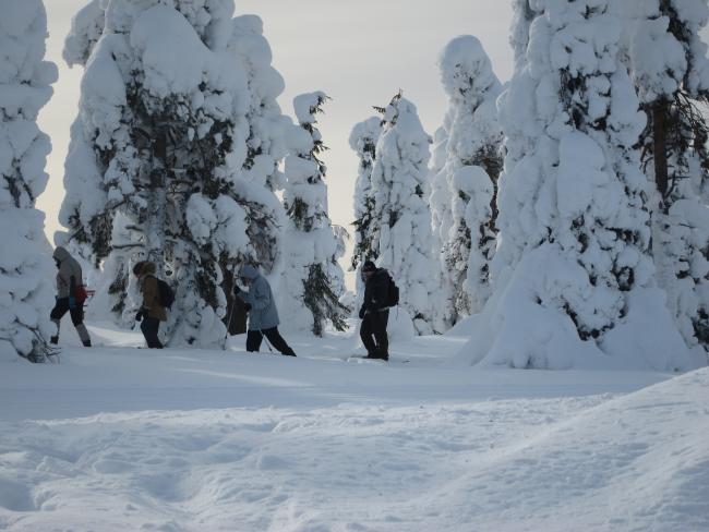 lumikenkäilyä Isosyötteen tykkymetsässä