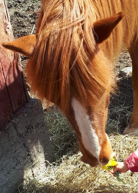 A Finn horse eating Dandelions