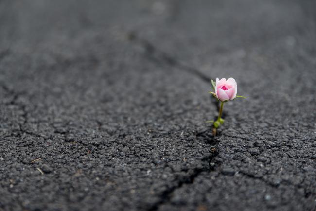 Kukka kasvaa asfaltin raossa