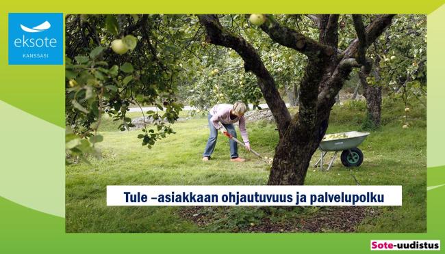 Nainen kerää omenoita puutarhassa, tämäkin on osa arkiliikuntaa