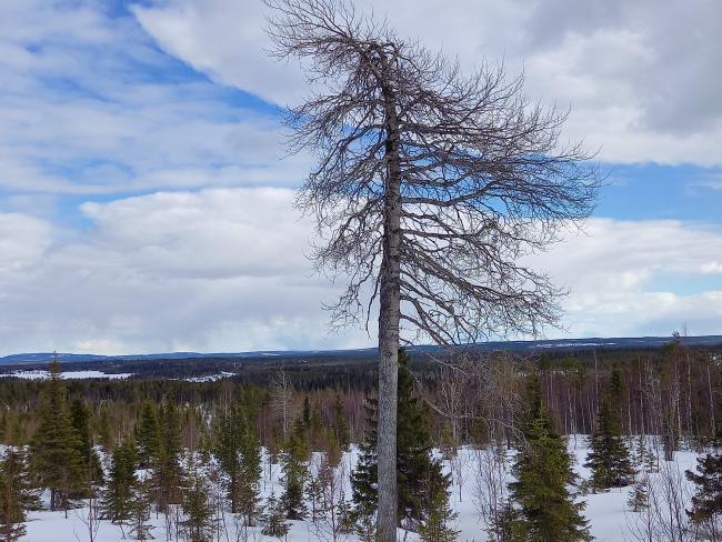 Hoito-ja palvelupolku