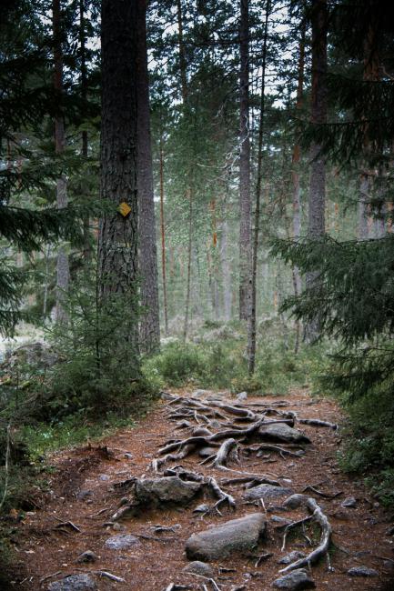 Kuusimetsä, jonne johtaa polku.