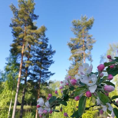 Käyttäjän Hanna.Ahokas profiilikuva.